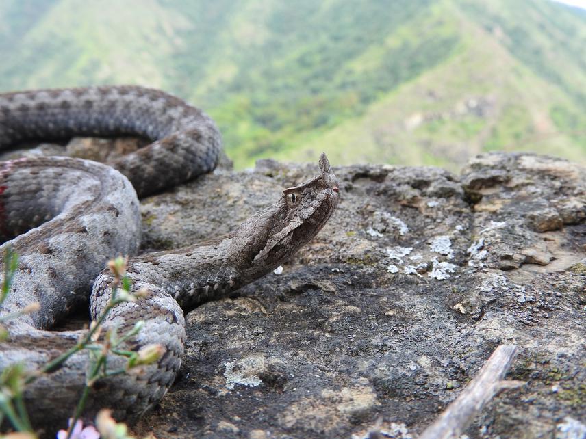 Female nose-horned viper.©Tijana Cubric.