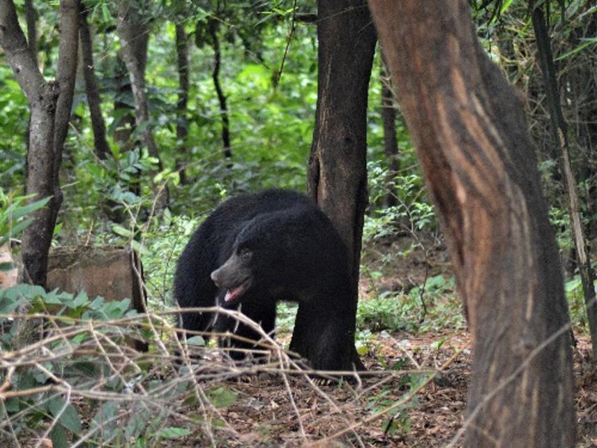 Sloth bear in its habitat.