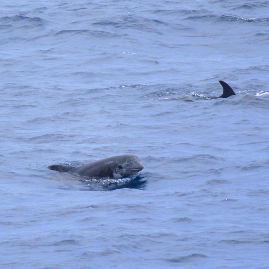 Risso's dolphin on one of the ferry surveys of South Andaman. ©Sagar Rajpurkar
