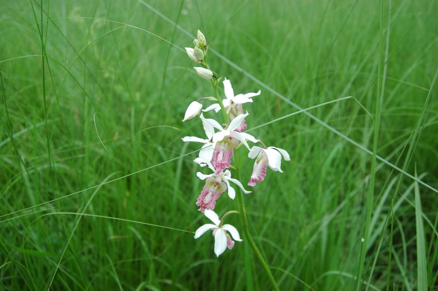 A plant at its habitat  with bloomed flower.