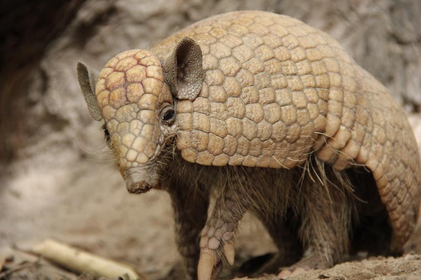 Tolypeutes tricinctus. ©Liana Sena.