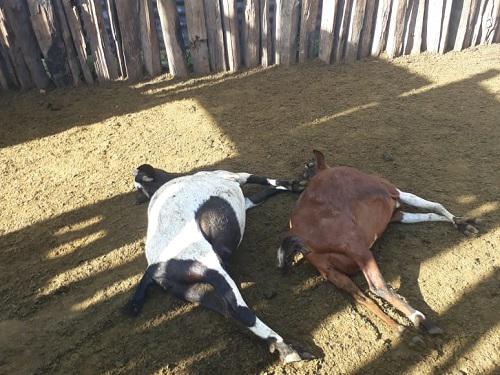 Goats attacked and killed by a leopard in Mara North.