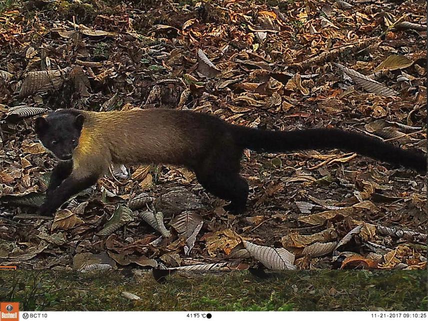 Yellow Throated Marten.