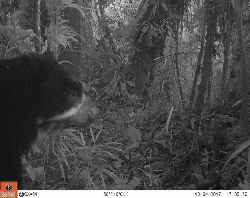 Andean bear.