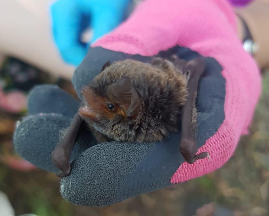A M. natalensis individual being processed for age, sex and mass data ©Mariëtte Pretorius.