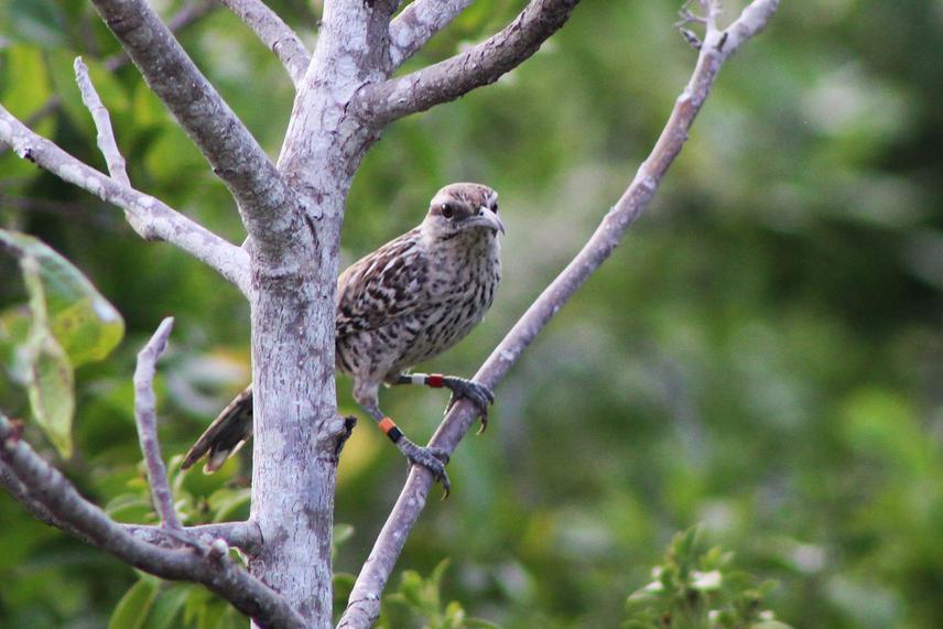 Yucatecan Wren's individual were captured and ring marker by us and photographed by birdwatchers.