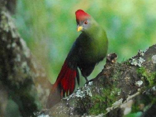 23536-2 Turaco (2).jpg