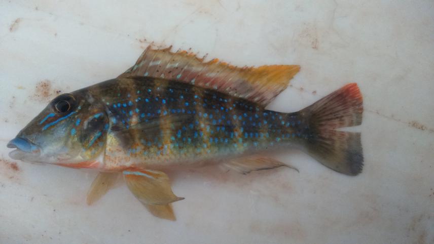 Retroculus lapidifer.