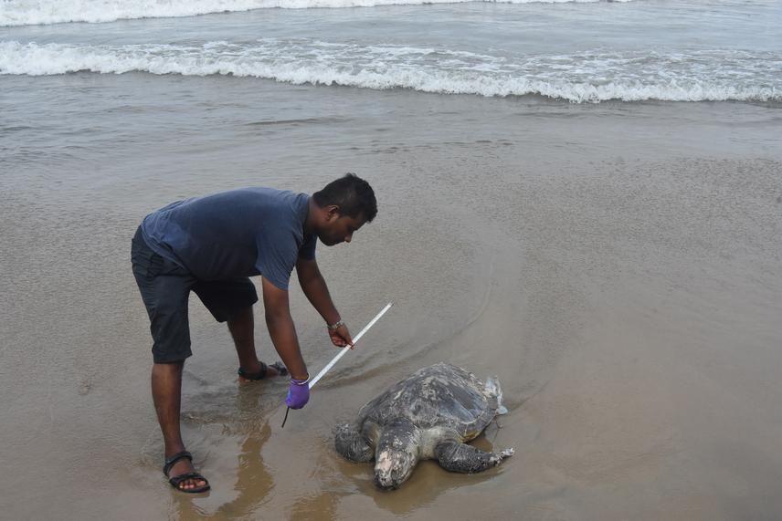 Turtle Stranding inspection.