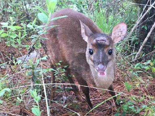 Female fawn red brocket deer. ©Brenda Munoz.