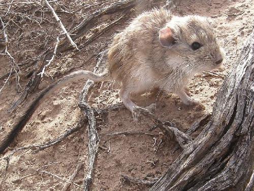 Rata vizcacha colorada.
