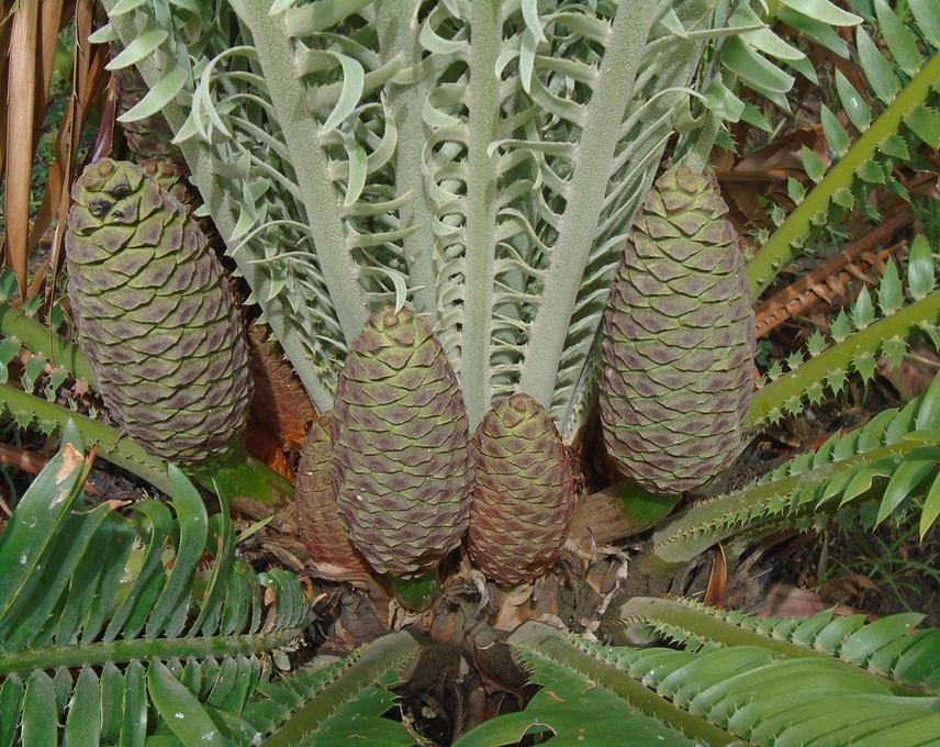 E. macrostrobilus male cone.