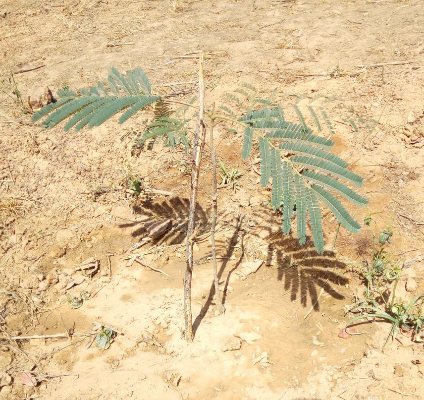 Seedling of Parkia biglobosa well established after planting on a “zippelé” landscape located at Gourga, Ouahigouya.