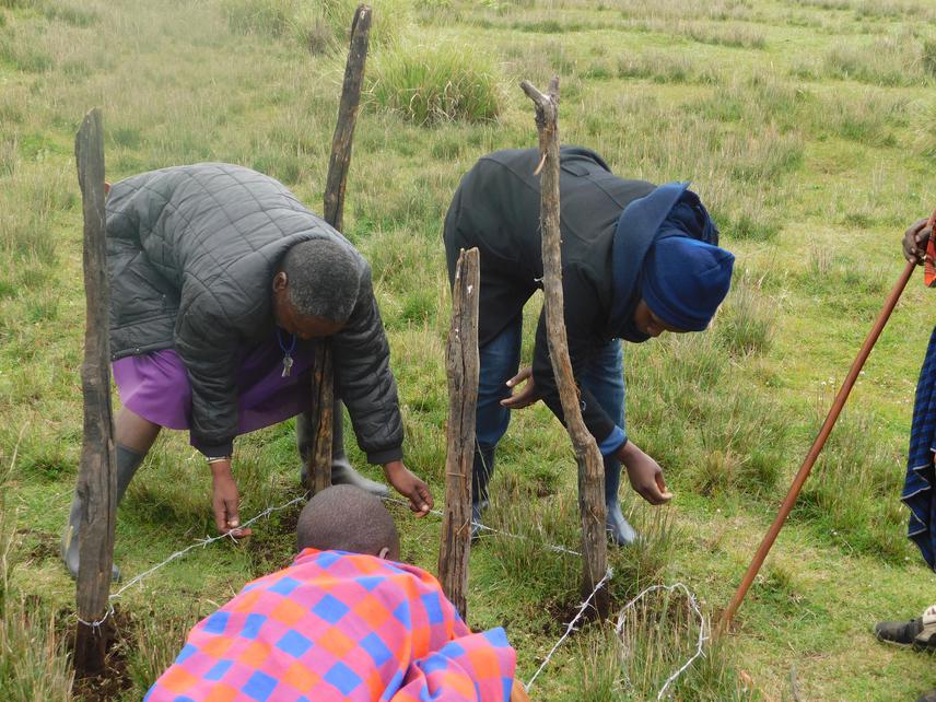 Moveable cages construction together with villagers.