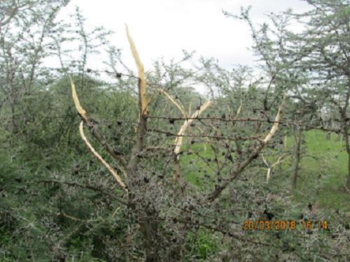 Acacia drepanolobium which has been browsed by African elephant (Loxodonta Africana). Contrary to scientific publication by Goheen experimented in 2010, Kenya.