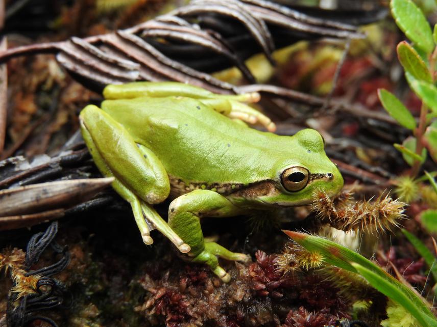 Dendropsophus luddecki. ©Azarys Paternina.