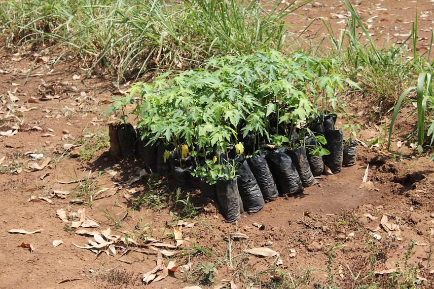 Pawpaw seedlings for planting in edge of forest.