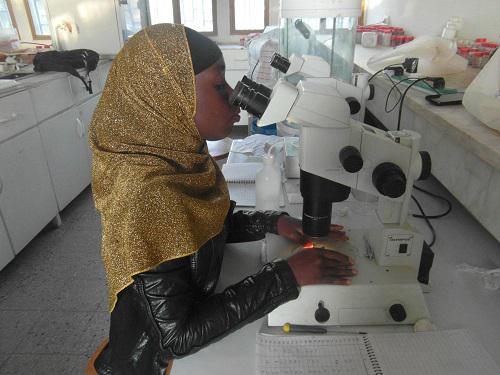Identification of Fungi Genera in Lab.