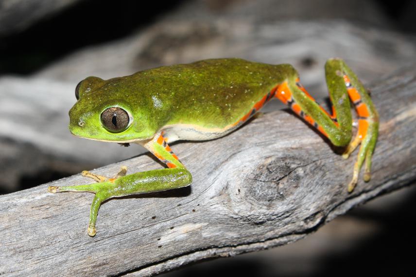 P. nordestinus. ©Roberto Leonam Morim Novaes.
