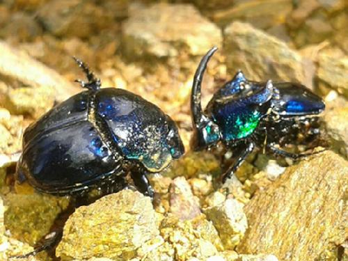Phanaeus from Sierra Norte, Oaxaca, México.