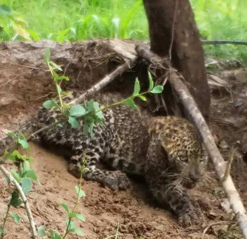 Leopard on trap.