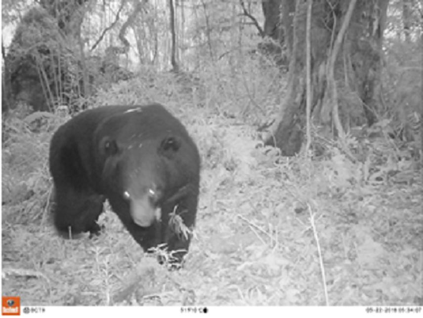 Asiatic black bear.