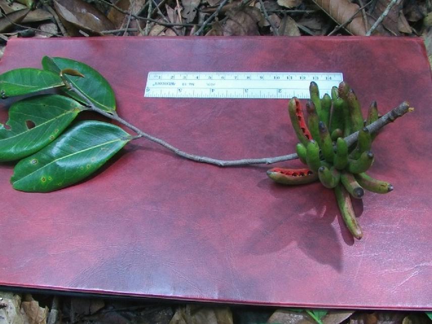 Fruit of Xylopia aethiopica tree used as food by human who should cut down the tree before harvesting this product . ©S. Kamgang