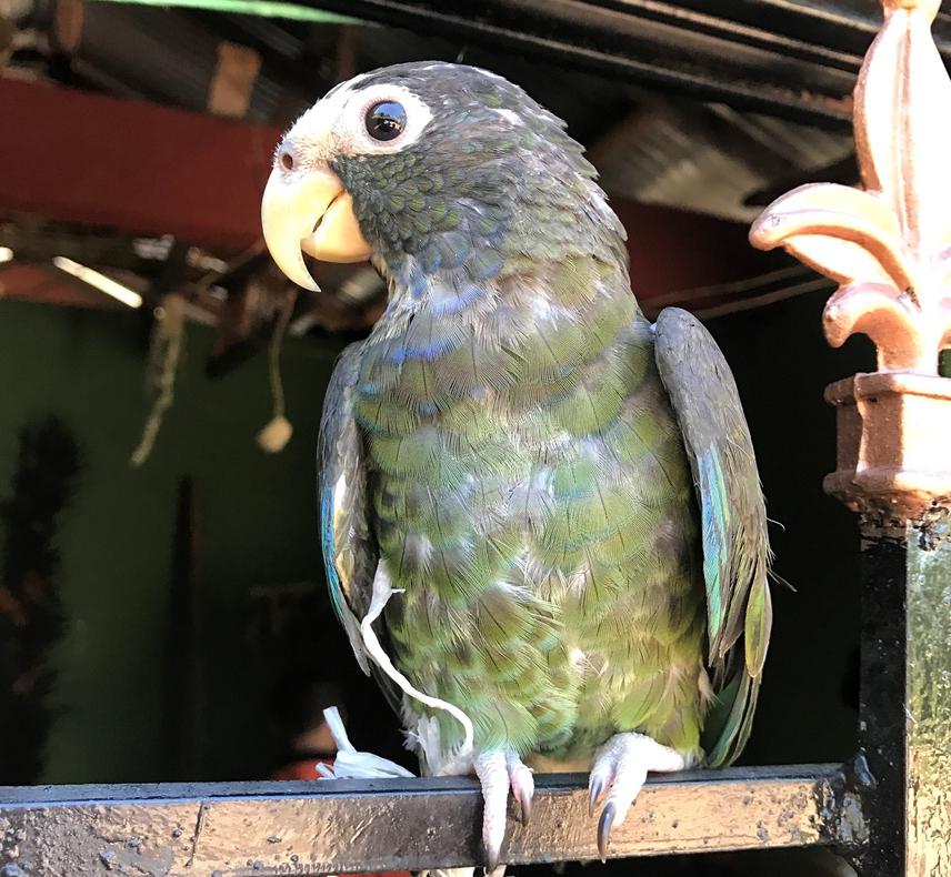 Breeding in captivity of Pionus senilis. Season 2017 (Xilitla, San Luis Potosi).