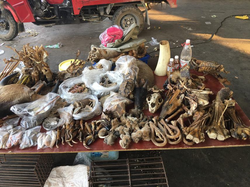 Wildlife parts. ©SPM.