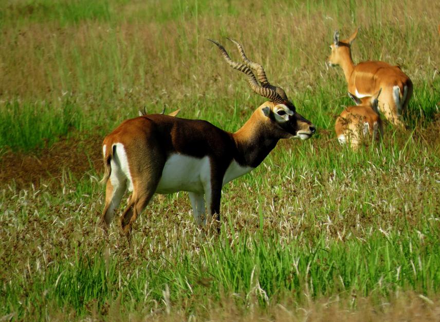 Male Blackbuck in Krishnasaar Conservation Area.