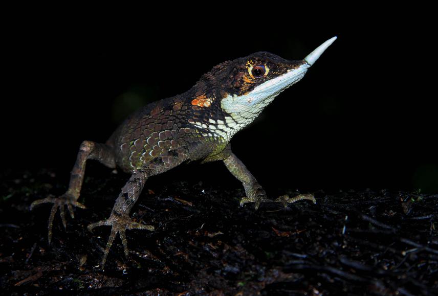 Ceratophora stoddartii