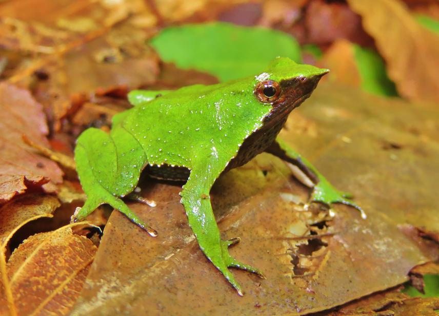 A male Darwin's frog from Contulmo, Southern Chile. © Andrés Valenzuela Sánchez