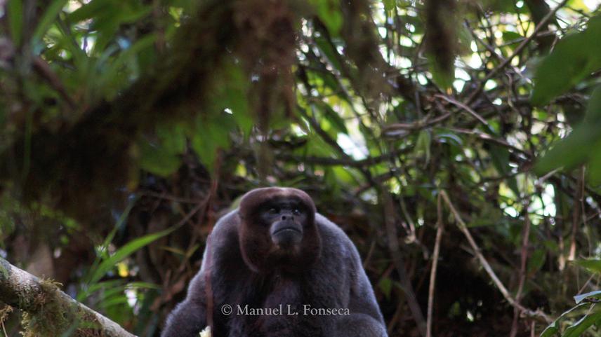 Male is vigilant while resting.