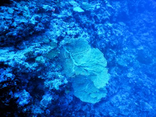 23959-1GORGONIND1.jpg