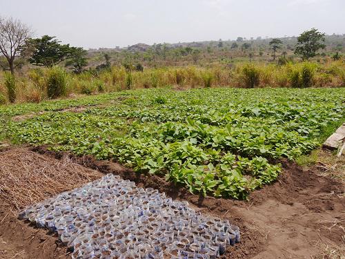 Two month old teak nursery.