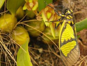 Bulbophyllumumbullatuman epiphytic orchids common in the streatch between Lumtito Baram