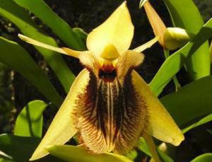 Coelogyneovalisone of the abundant orchid found in the moist riverine forest