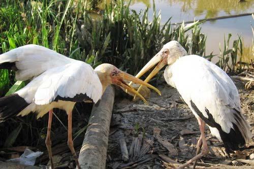 Milky storks. © Muhammad Iqbal