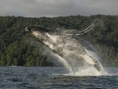 Humpback whale.