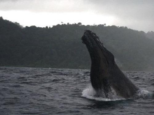 HumpbackWhale.