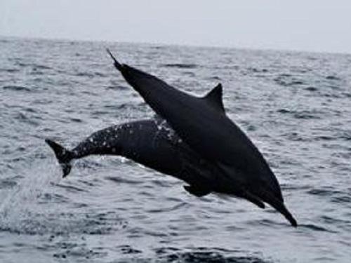 Stenella longirostris.