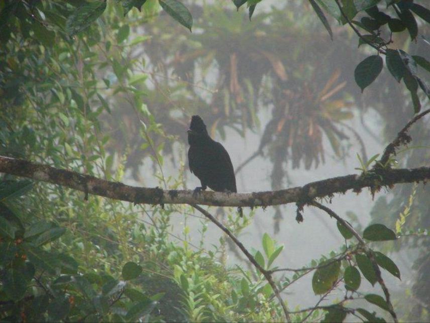 Long-wattled Umbrellabird (Cephalopterus penduliger).