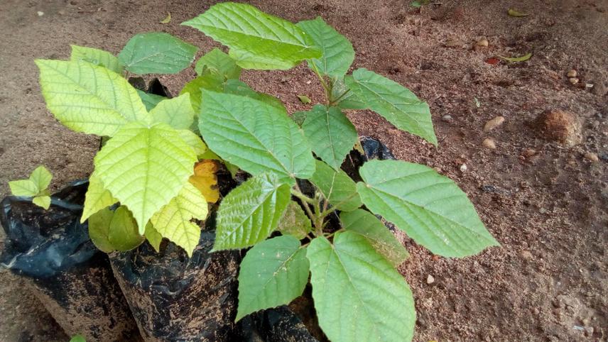 Mansonia altissima seedlings.