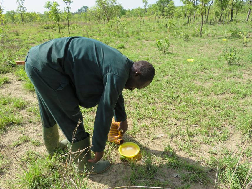 Sampling of bees with yellow pan traps.