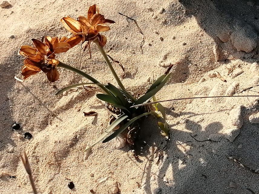 Pancratium arabicum (fruiting stage). ©Basma El-Metwally