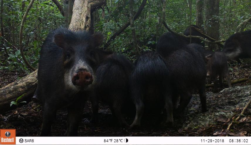 A white-lipped peccary herd (Tayassu pecari) drinking water in a sarteneja located in the Calakmul Biosphere Reserve, Campeche, Mexico.