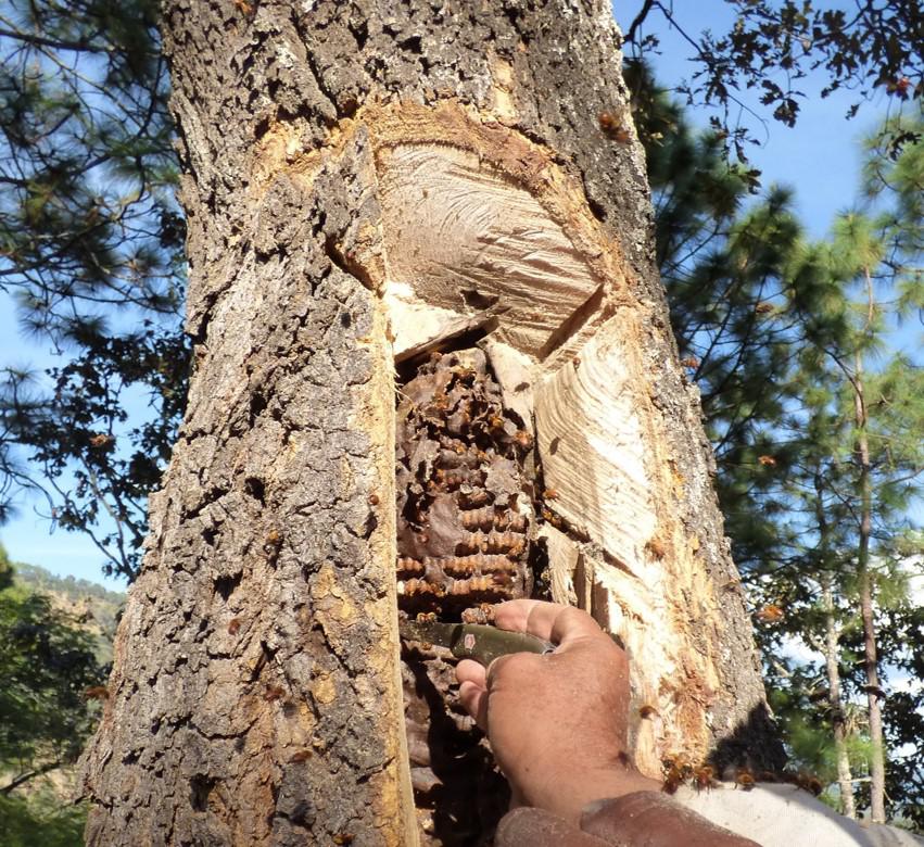 Wild nest of Melipona fasciata that was looted to extract the honey. We rescue the internal nest (breeding) by transferring it to a box.