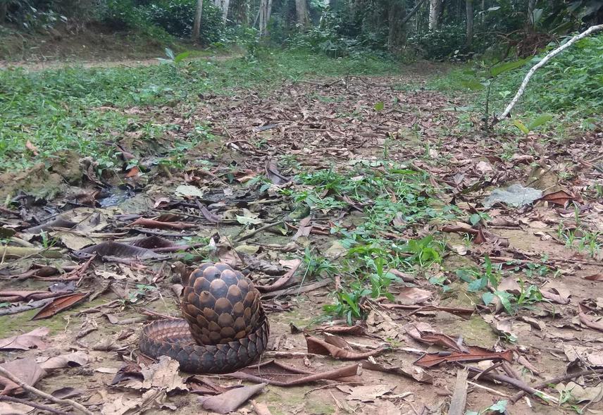 Living Phataginus tetradactyla in Mbomo.