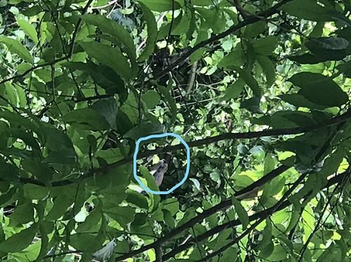 Spotted Mona Monkey.