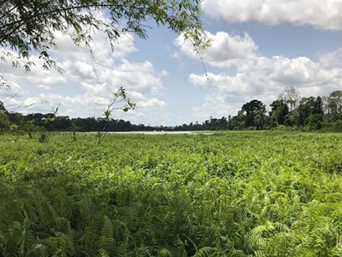 The aquatic vegetation's of the Sanctuary.